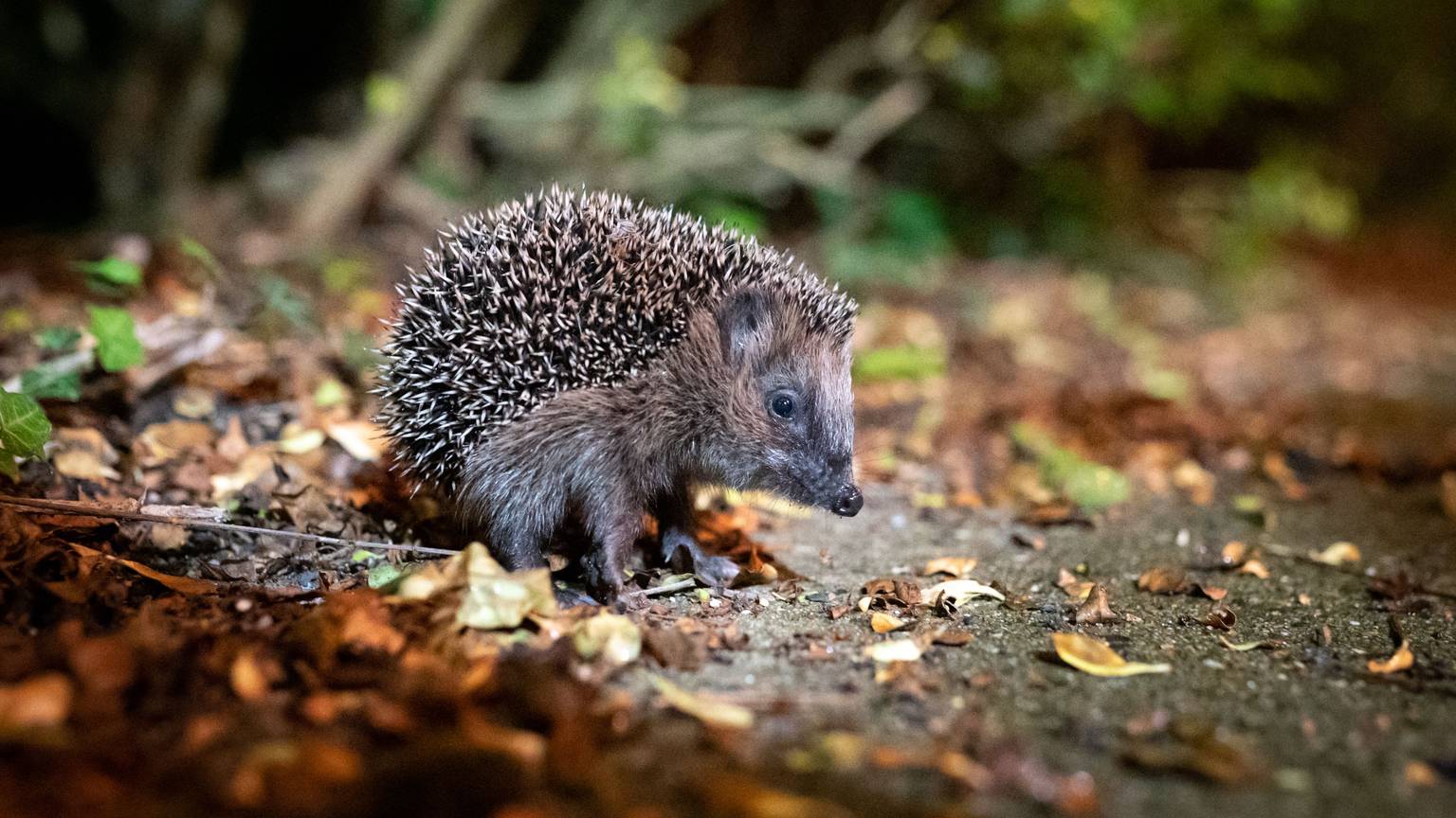 Viele Igel werden durch milde Temperaturen oft zu früh aus dem Winterschlaf aufgeweckt.