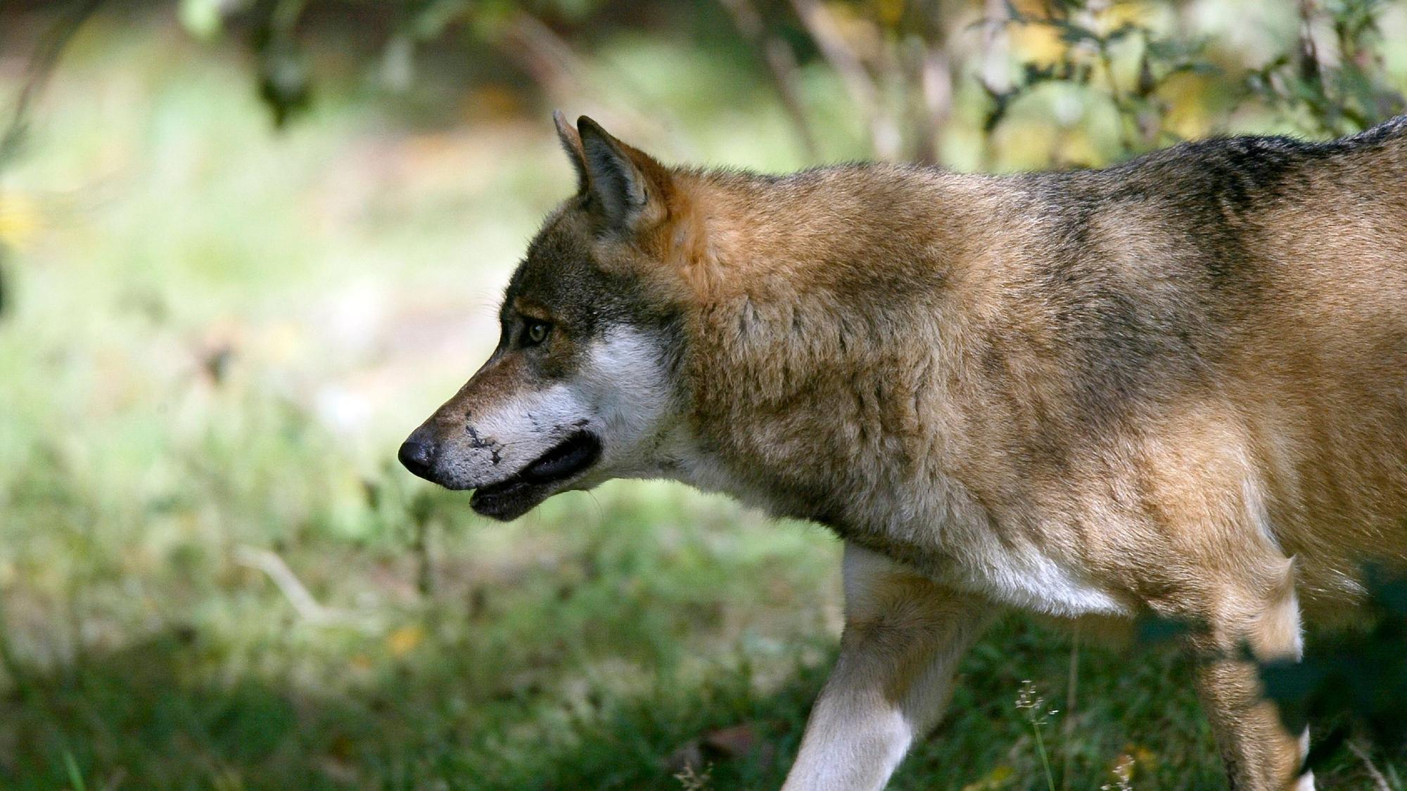 Aufnahme eines Wolfs, der durch die Wildnis streift (Symbolbild)