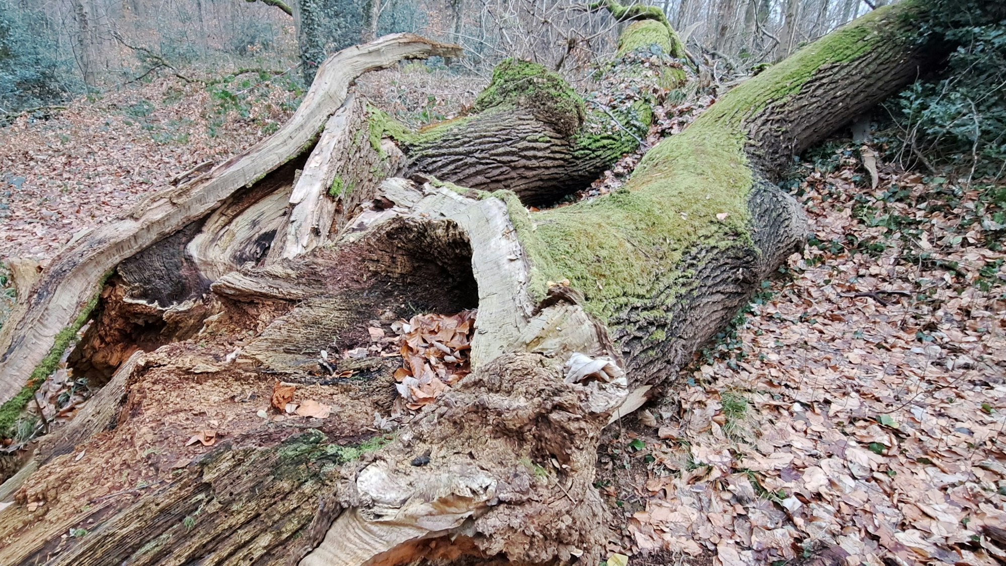 Ein morscher, großer Baum liegt auf einem Waldboden.