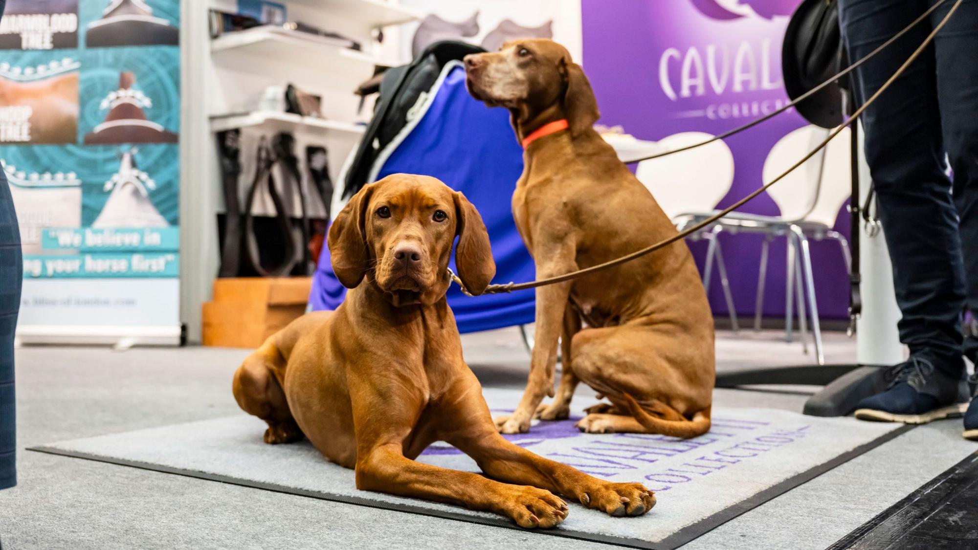 Messe Köln startet neues Messeangebot rund um den Hund