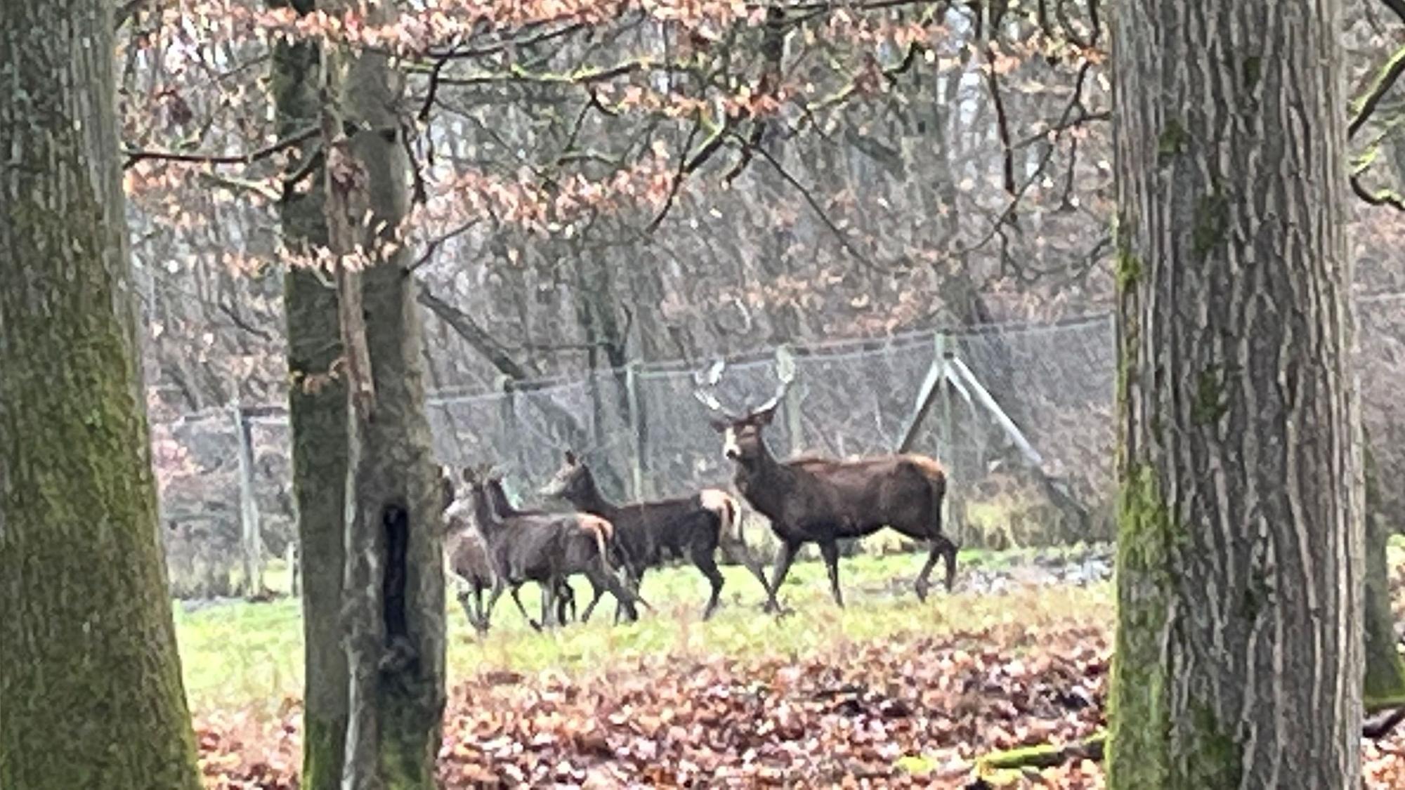 Neue Gruppe von Rotwild auf Gut Leidenhausen
