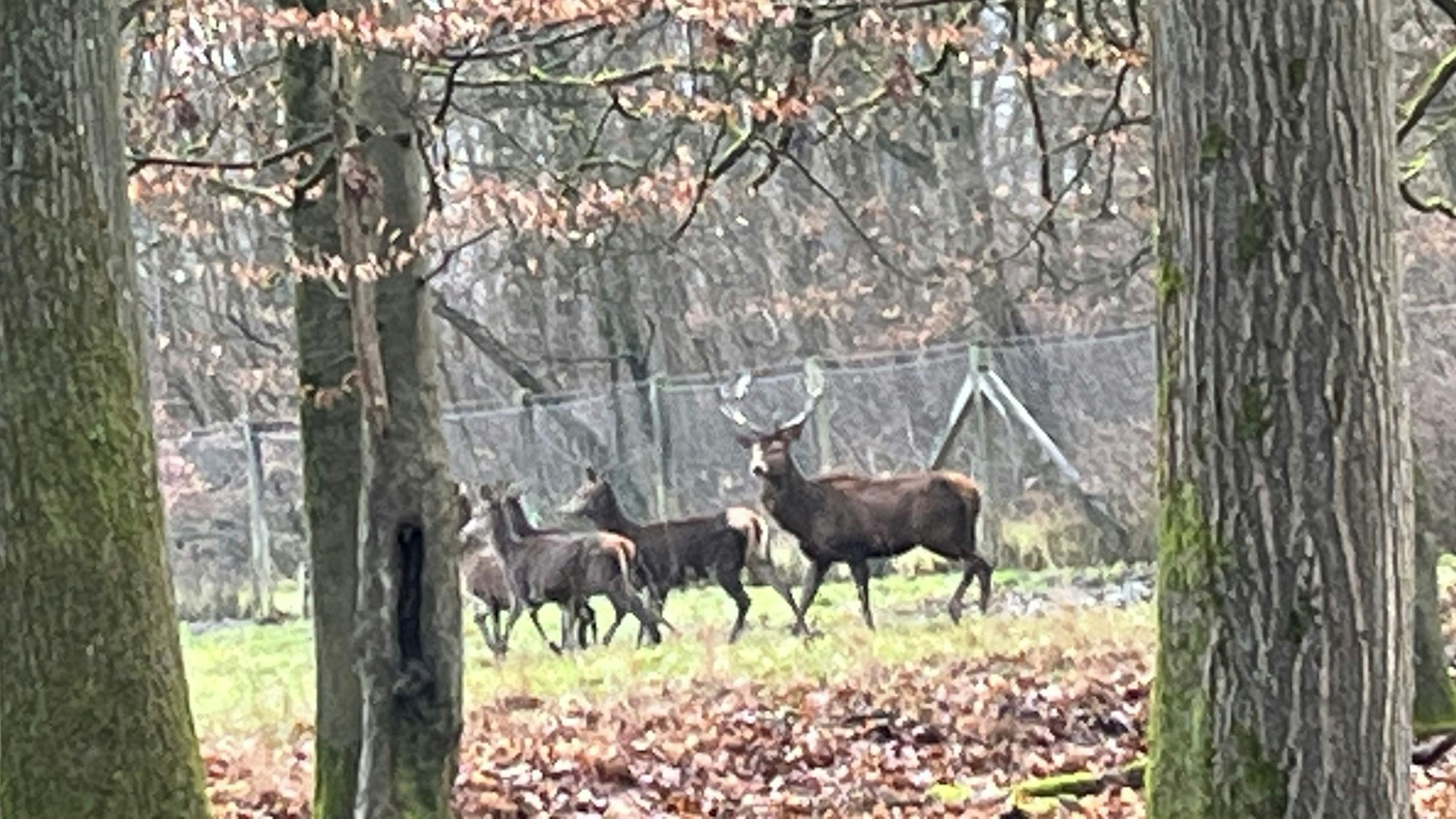 Neue Gruppe von Rotwild auf Gut Leidenhausen