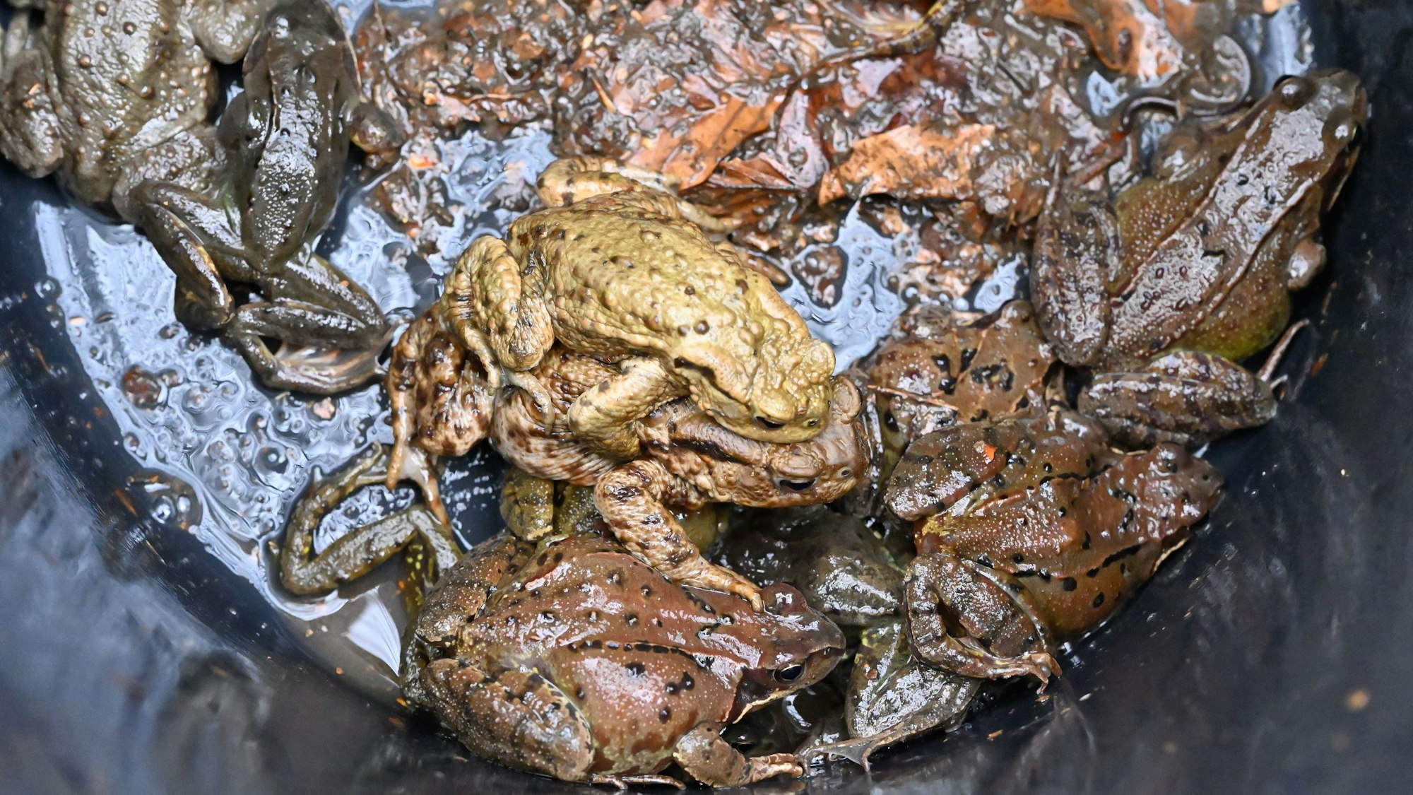 Mehrere braune Frösche und Kröten sitzen in einem schwarzen Eimer.