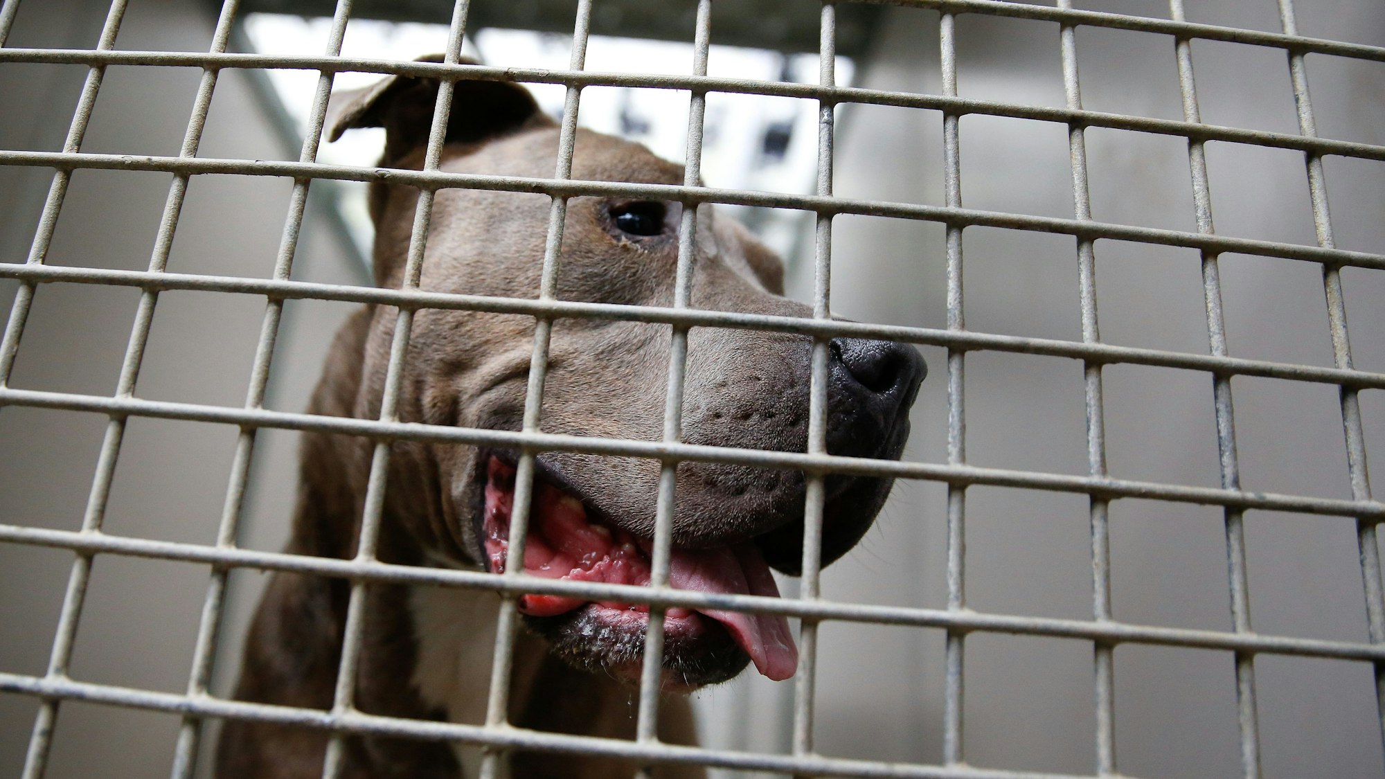 Das Foto zeigt einen Staffordshire Bullterrier in einem Käfig.