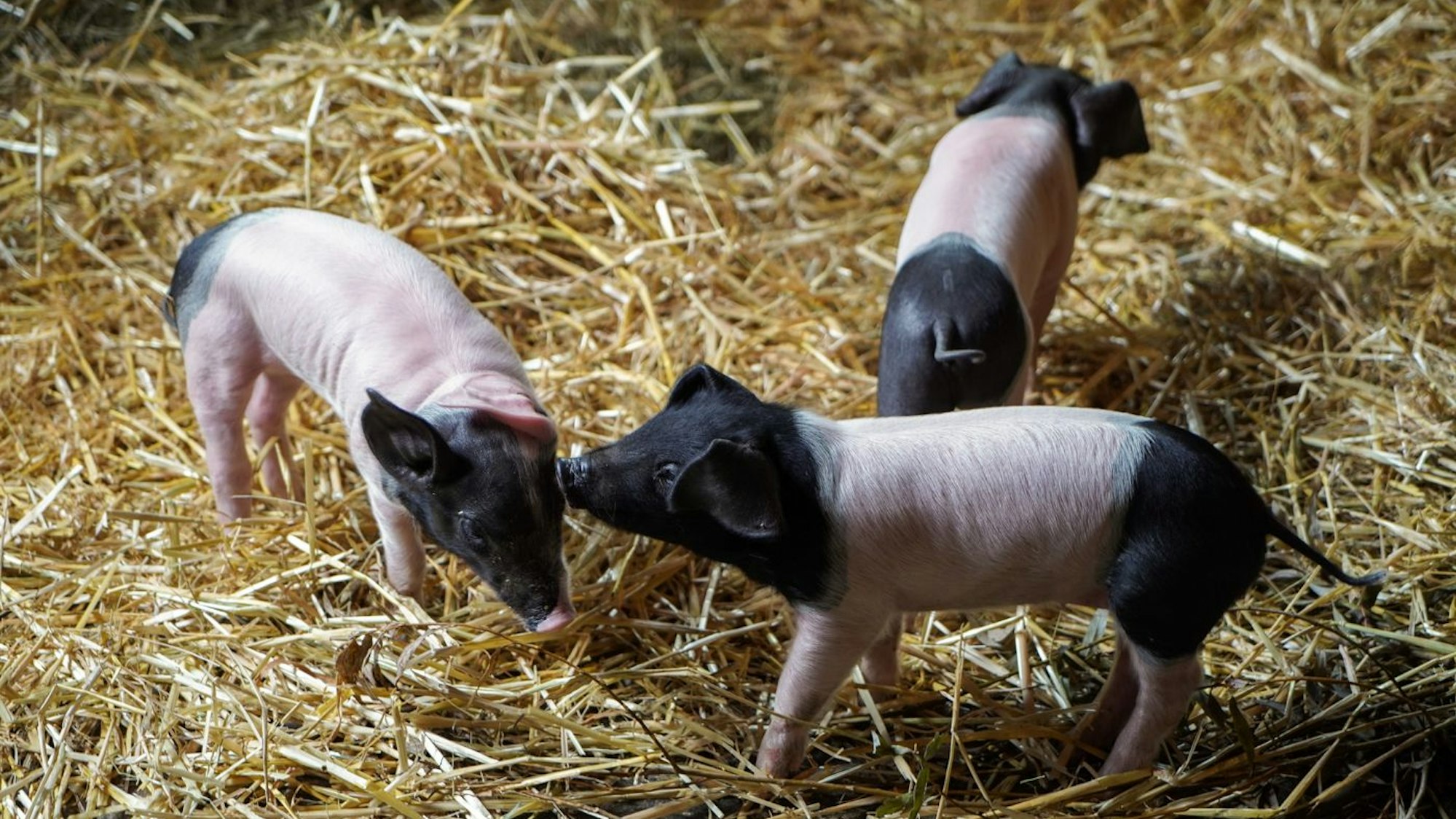Das Bild zeigt drei der zehn neugeborenen Ferkel.