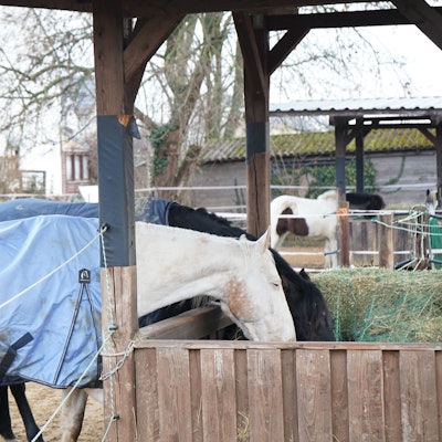 Das Bild zeigt zwei Pferde, die ihre Hälse in einen Trog stecken, um zu essen.