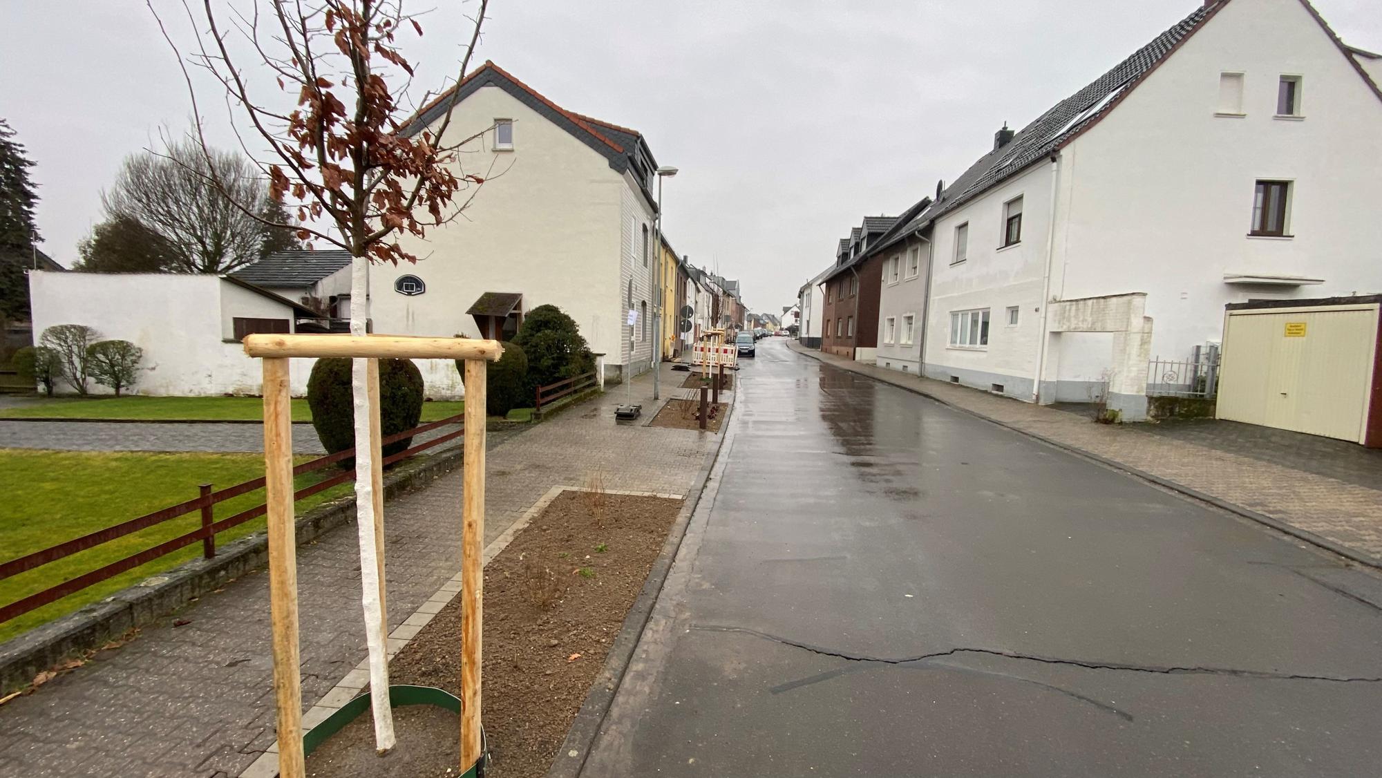 Zu sehen sind neue Beete und Bäume an einer Straße.