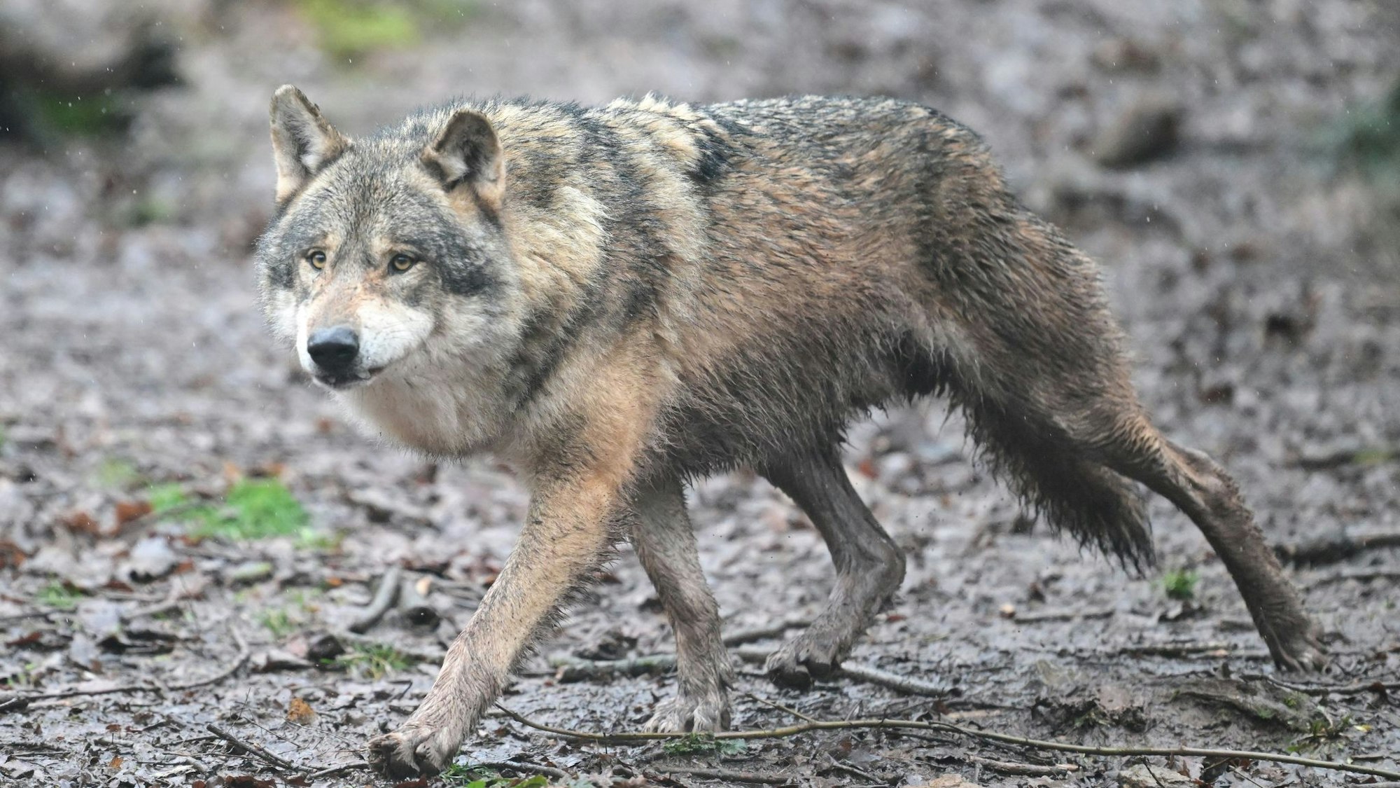 Ein Wolf in einem Gehege eines Tierparks - einer seiner Artgenossen hat laut Polizei in Leverkusen einen Karnevalszug gestört. (Symbolbild)