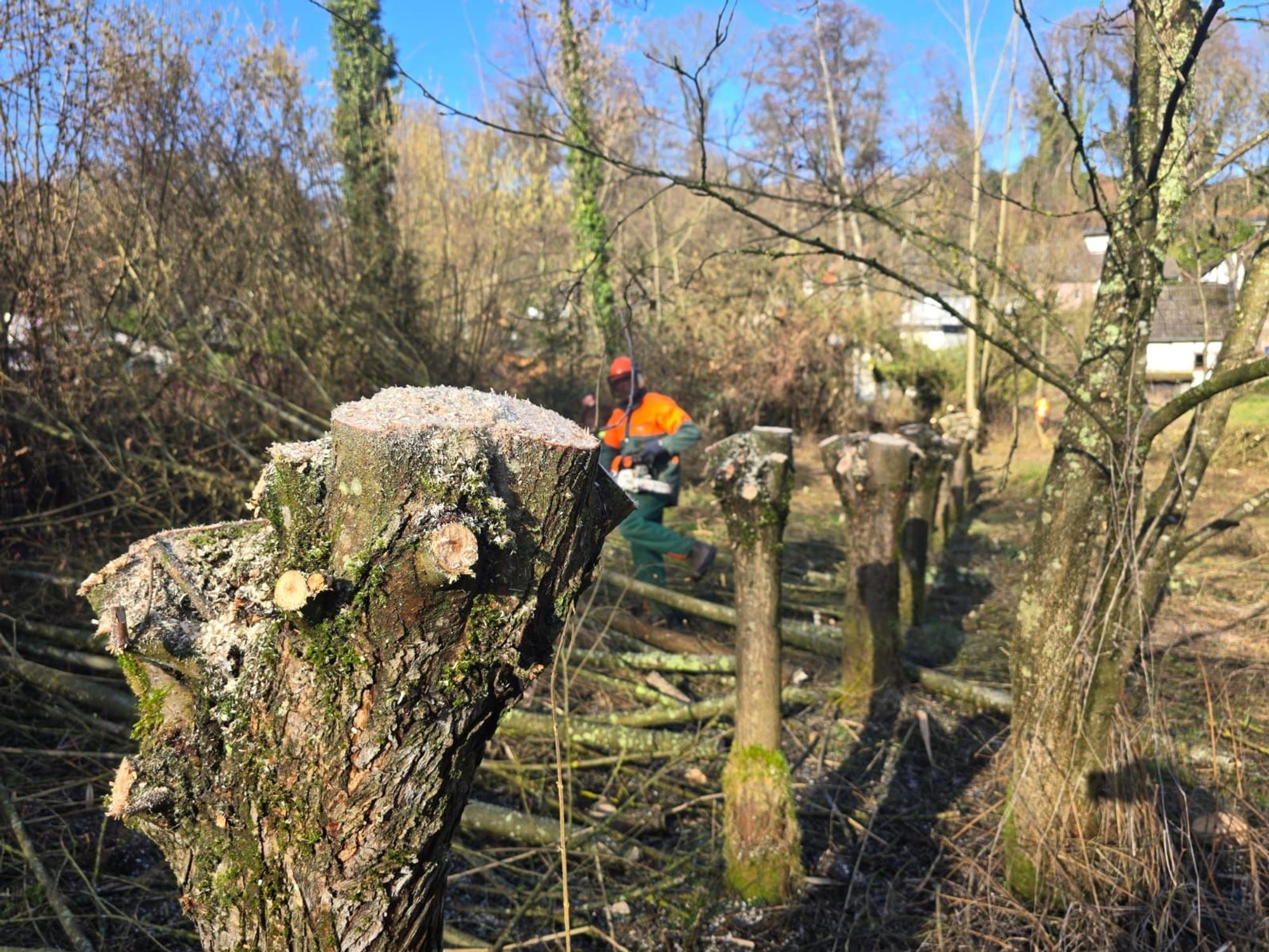 Die Kronen von Kopfweiden sind gute Nistplätze für Vögel.