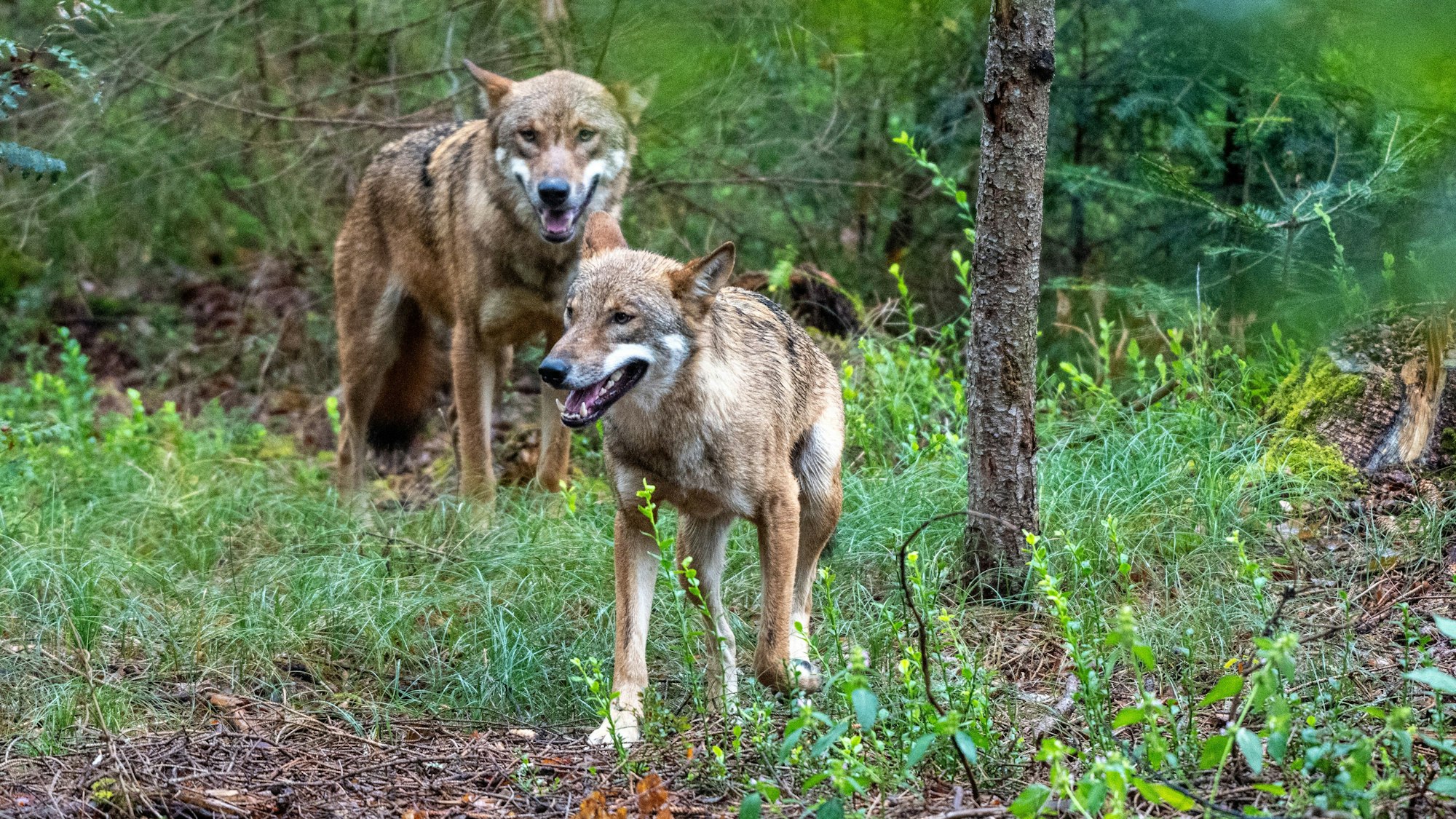 Das Symbolfoto zeigt zwei Jungwölfe, die ihr Gehege erkunden. Diese beiden Wölfe sind Brüder.