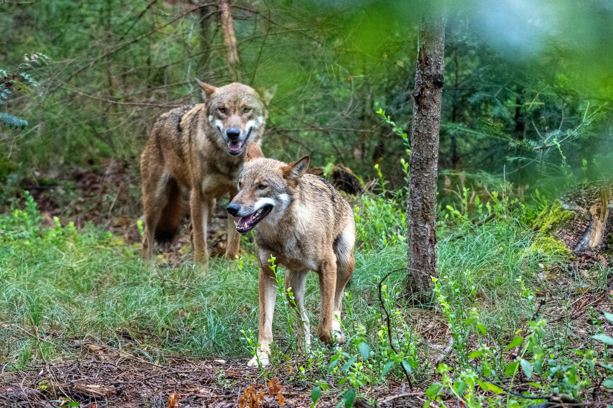 Das Symbolfoto zeigt Jungwölfe, die ihr Gehege erkunden. Diese beiden Wölfe sind Brüder.