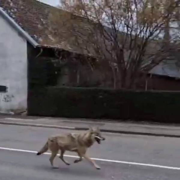 Der mutmaßliche Wolf wurde am Samstag auf einem Video auf der Odenthaler Straße in Schlebusch festgehalten.