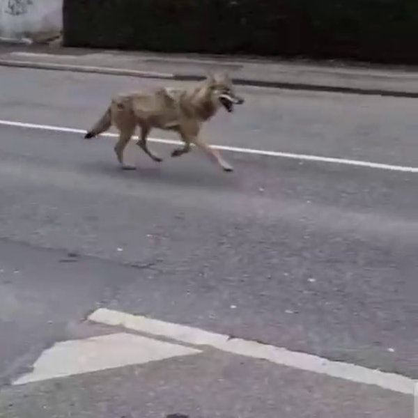 Der mutmaßliche Wolf wurde am Samstag auf einem Video auf der Odenthaler Straße in Schlebusch festgehalten.