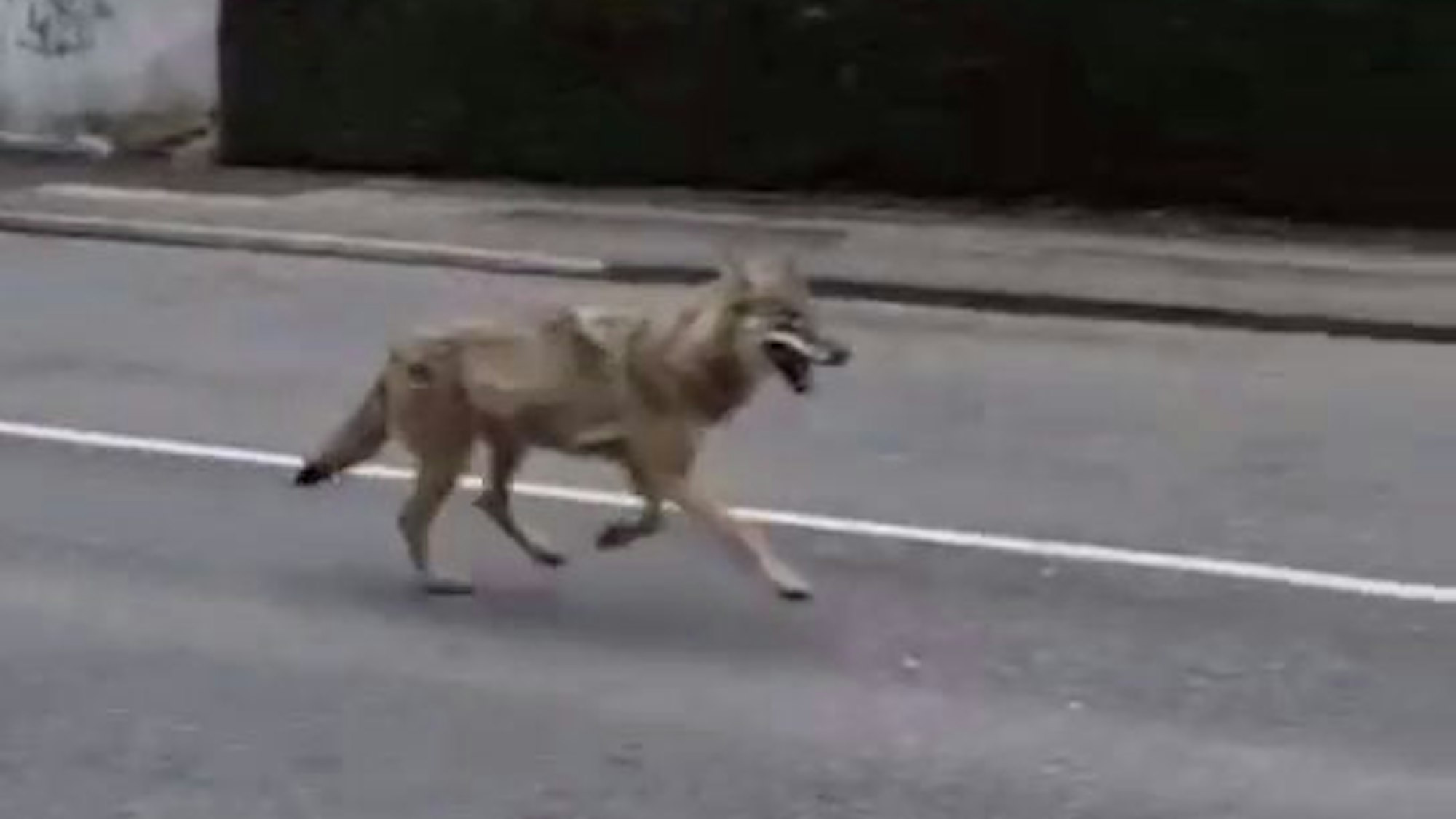 Der mutmaßliche Wolf wurde am Samstag auf einem Video auf der Odenthaler Straße in Schlebusch festgehalten.