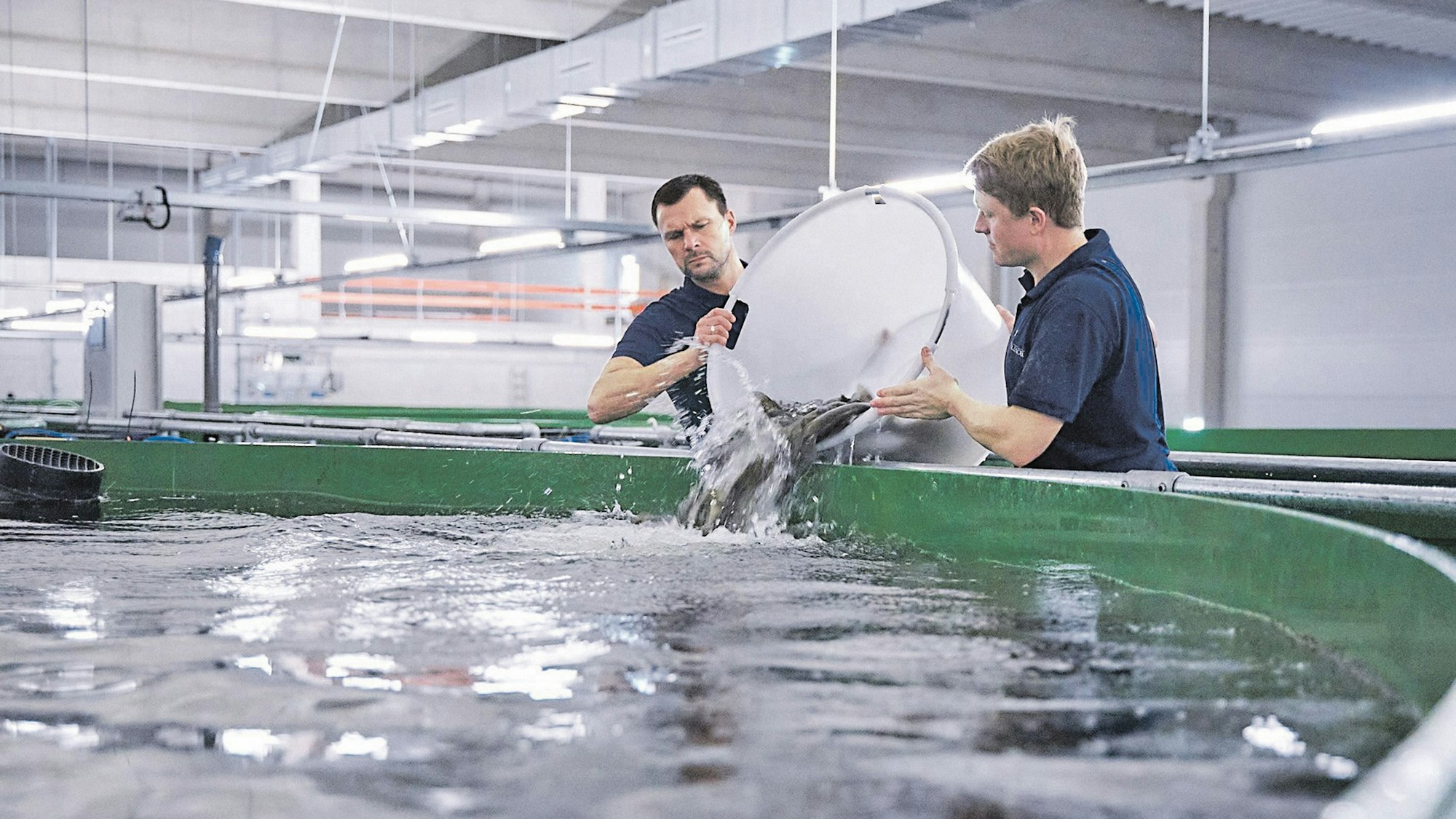 Meeresbiologe Marco Böer und Fischwirt Patrick Meyer setzen Zander in grüne Becken ein.