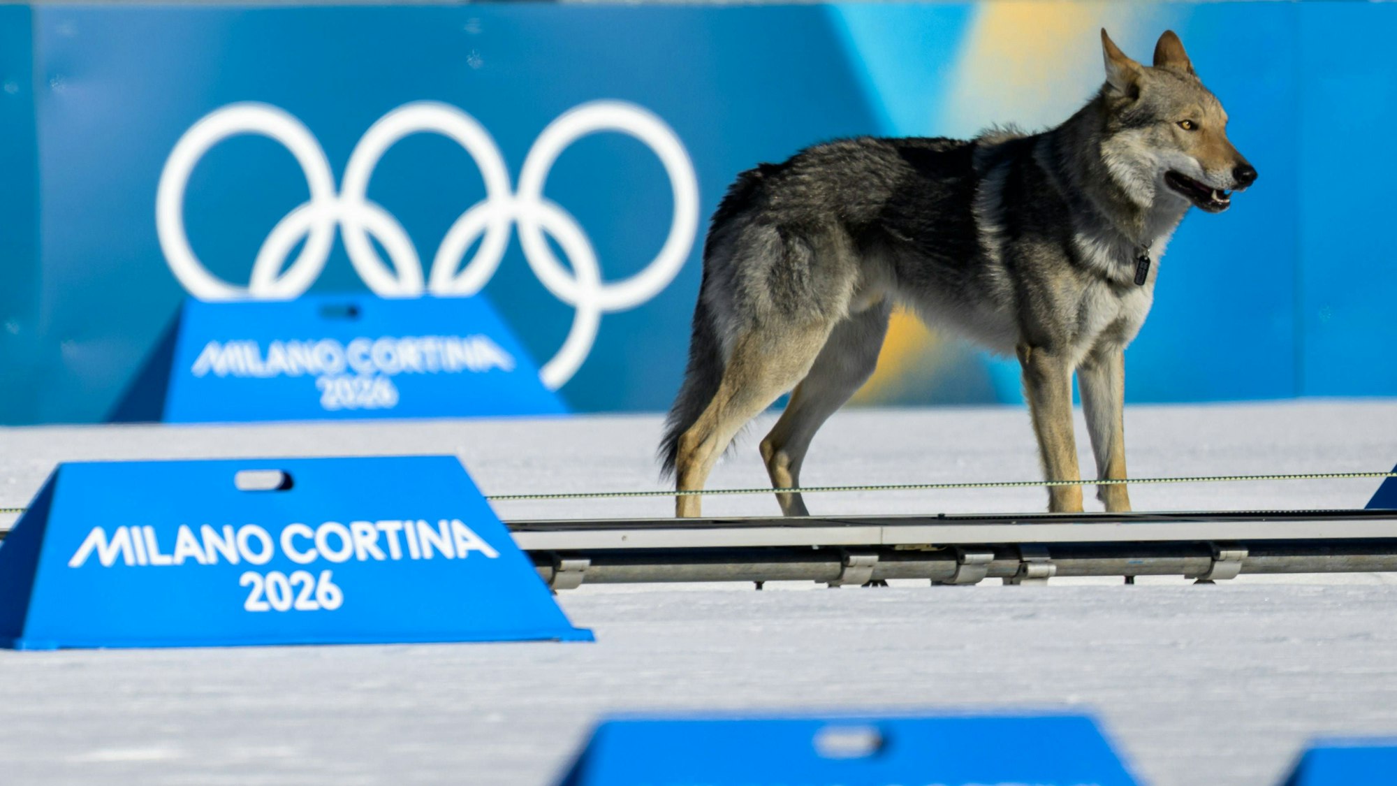 Ein Hund in der Loipe beim Langlauf-Teamsprint am Lago di Tesero.