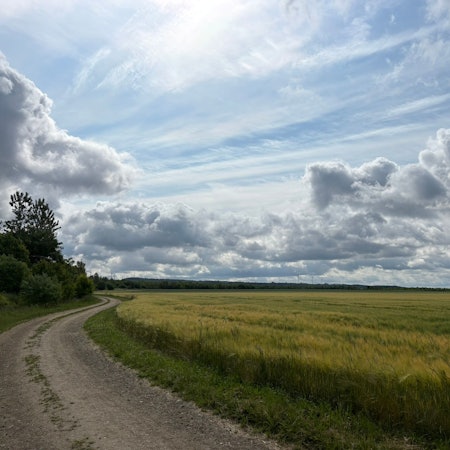 Das Bild zeigt eine Wiese auf der ehemaligen Tagebaufläche des Fortunafelds.