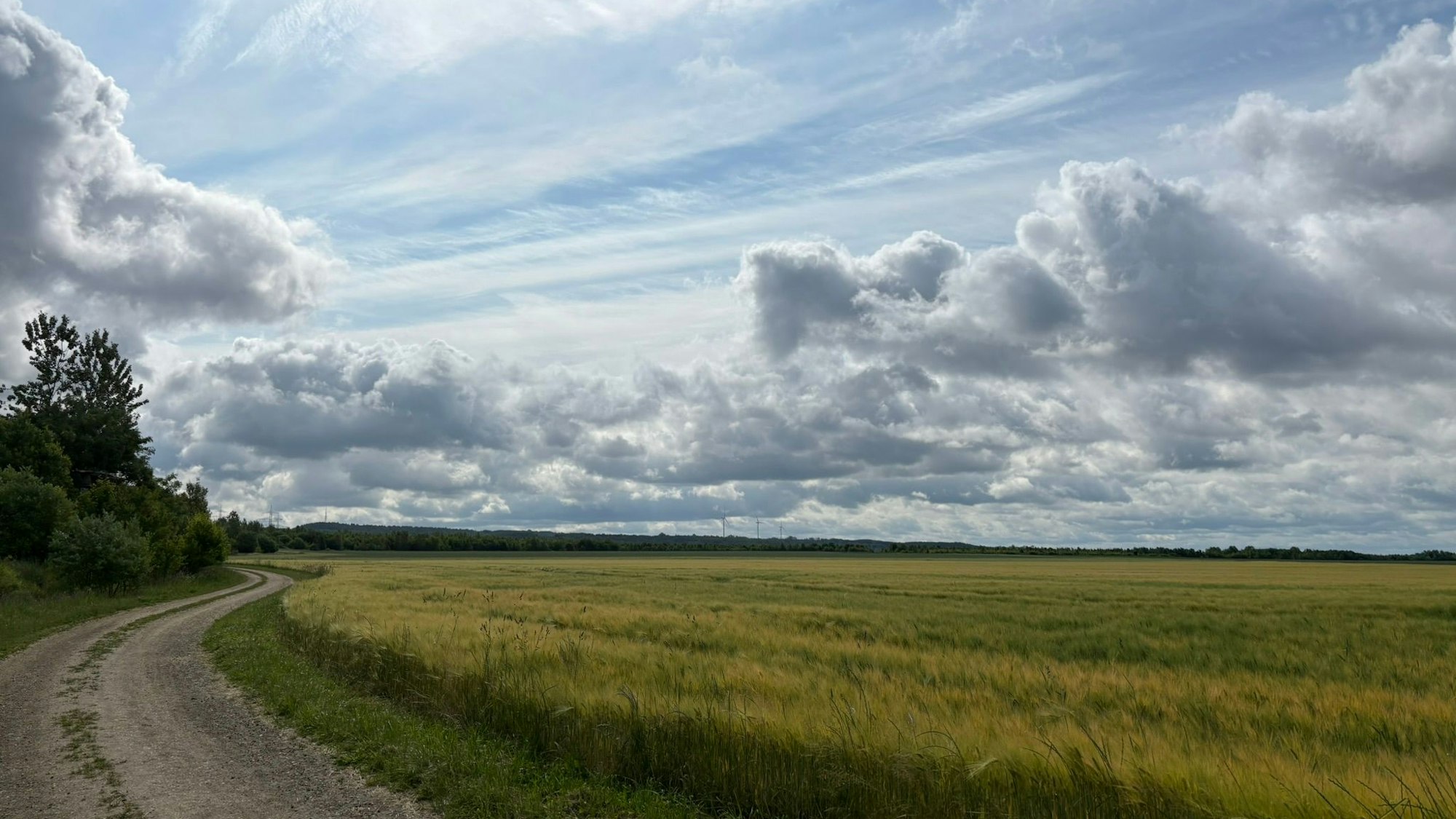 Das Bild zeigt eine Wiese auf der ehemaligen Tagebaufläche des Fortunafelds.