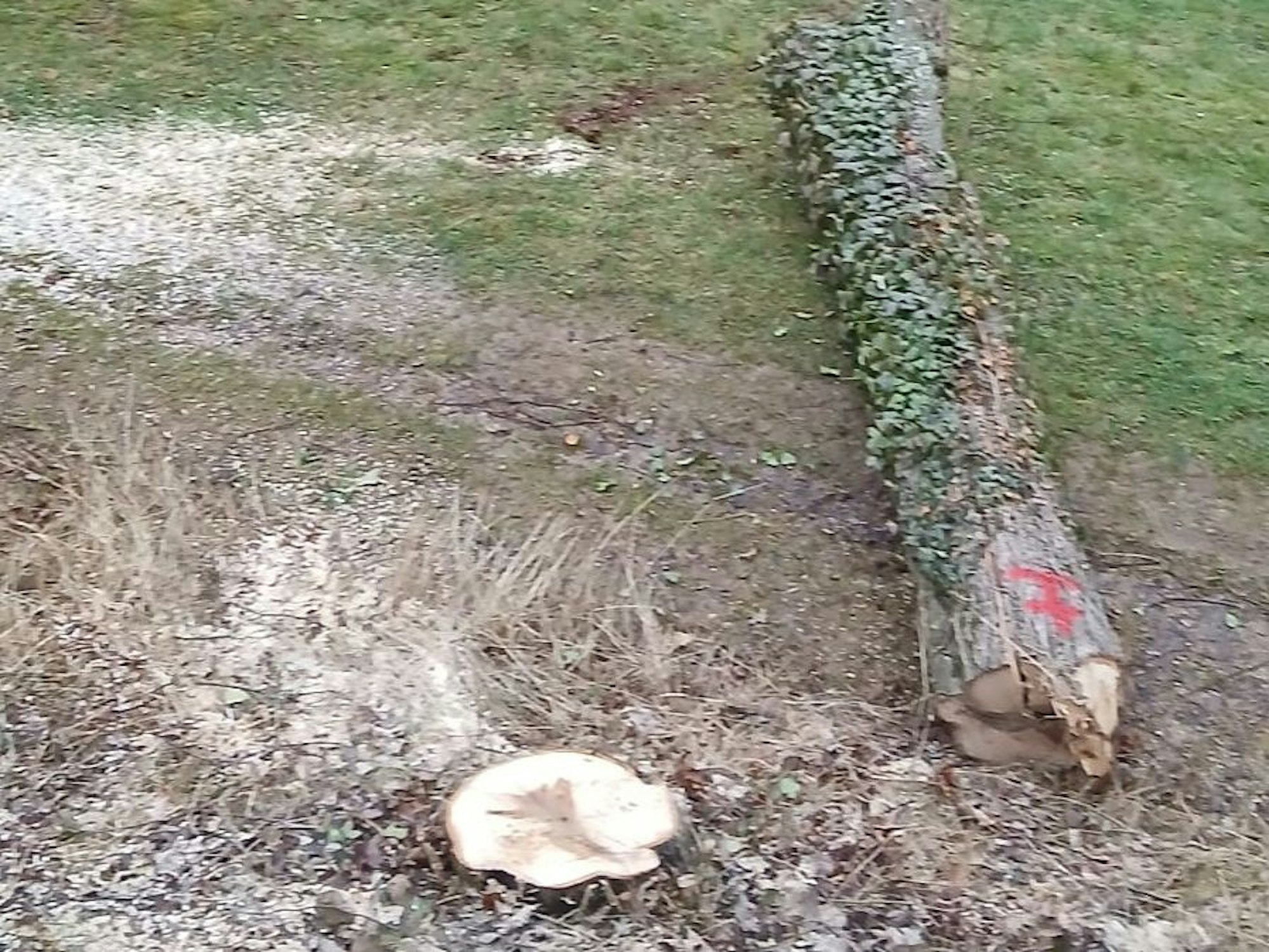 Ein abgesägter Stamm liegt neben einem Baumstumpf.