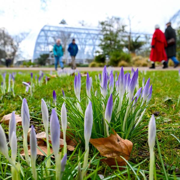 Köln: Im Botanischen Garten beginnen am 18. Februar die Krokusse zu blühen. Das Winterwetter ist mild – und es wird noch wärmer.