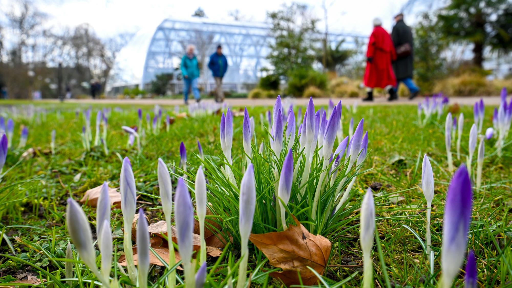 Köln: Im Botanischen Garten beginnen am 18. Februar die Krokusse zu blühen. Das Winterwetter ist mild – und es wird noch wärmer.