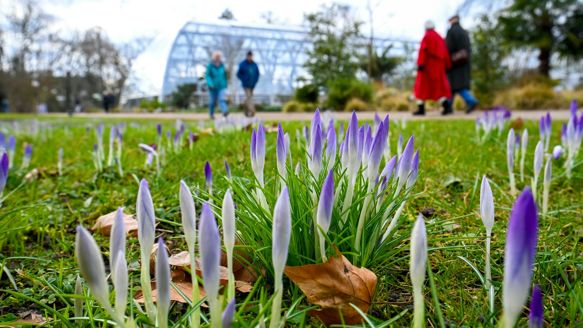 Köln: Im Botanischen Garten beginnen am 18. Februar die Krokusse zu blühen. Das Winterwetter ist mild – und es wird noch wärmer.