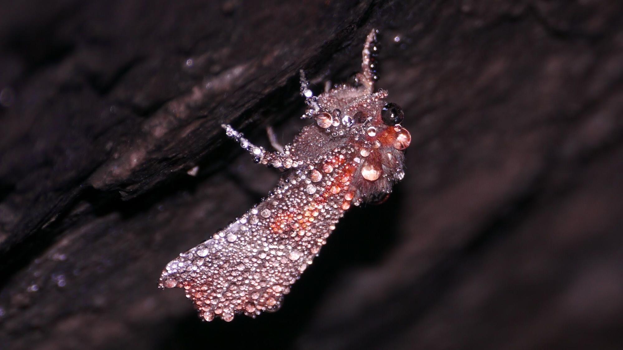 Die Tautropfen verleihen dem Falter Scoliopteryx libatrix, der Zackeneule, ein schillerndes Winterkleid.