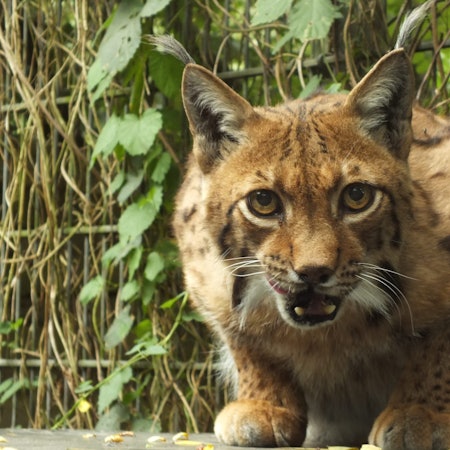 Die Luchskatze Missy im Wildpark Reuschenberg