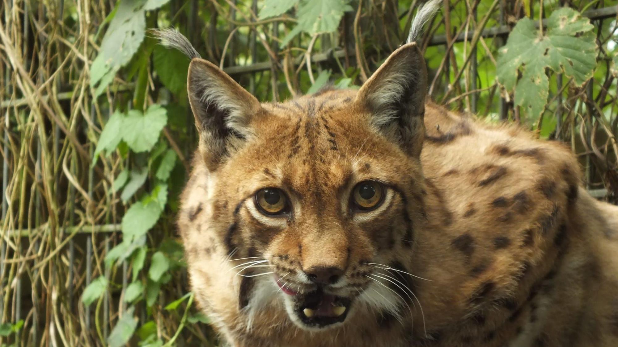 Die Luchskatze Missy im Wildpark Reuschenberg