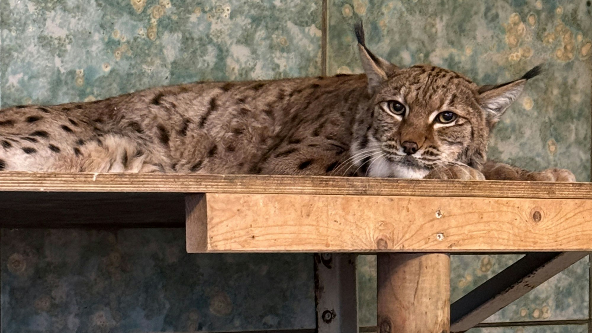 Luchskatze Missy im Zoo Wuppertal