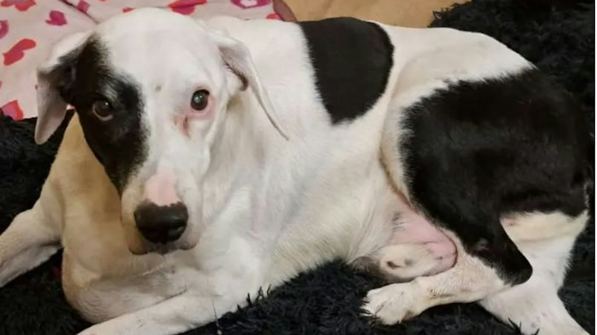 Der 16-jährige Mio wurde einfach ausgesetzt. Im Tierheim musste er eingeschläfert werden.