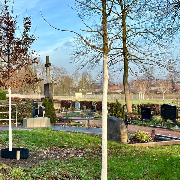 Zu sehen sind neu gepflanzte Bäume auf einem Friedhof.