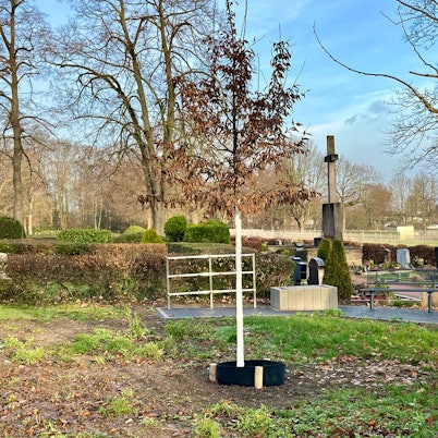 Zu sehen sind neu gepflanzte Bäume auf einem Friedhof.
