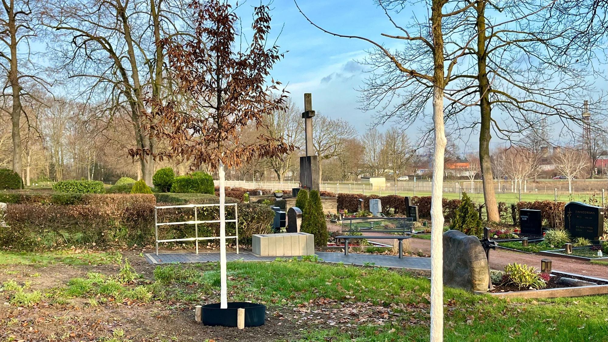 Zu sehen sind neu gepflanzte Bäume auf einem Friedhof.