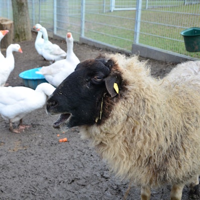 Das Bild zeigt ein Schaf und einige Gänse.