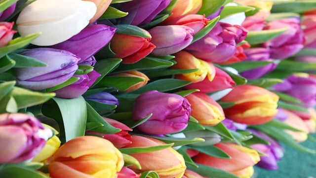 09.04.2024 Köln. Reportage über den Wochenmarkt auf dem Auerbachplatz in Sülz. Was hat Saison? Was kommt bald, Obst/Gemüse/Blumen? Wie sind die Preise? Zieht das gute Wetter mehr Kunden an?
Hündin Poppy bewacht die Tulpen am Blumenstand. Foto. Alexander Schwaiger