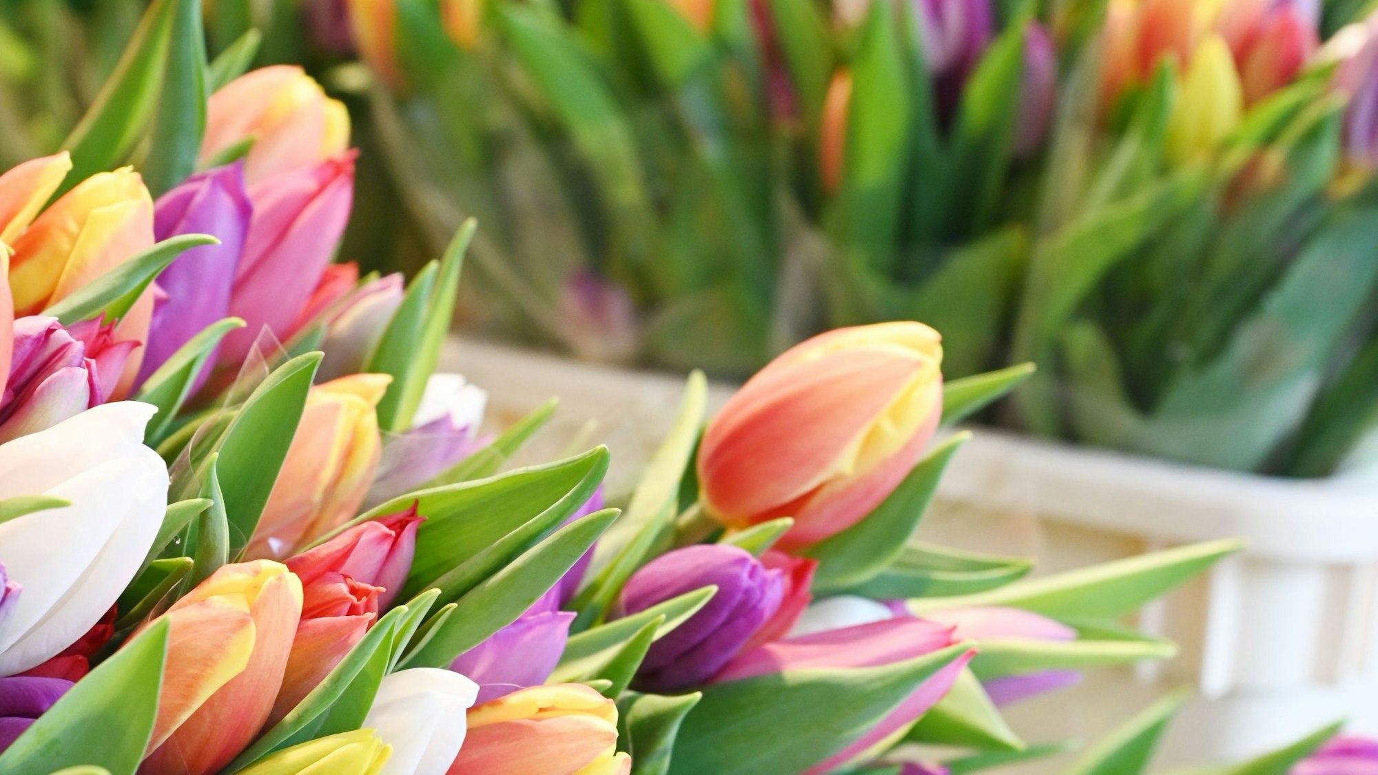 09.04.2024 Köln. Reportage über den Wochenmarkt auf dem Auerbachplatz in Sülz. Was hat Saison? Was kommt bald, Obst/Gemüse/Blumen? Wie sind die Preise? Zieht das gute Wetter mehr Kunden an?
Hündin Poppy bewacht die Tulpen am Blumenstand. Foto. Alexander Schwaiger
