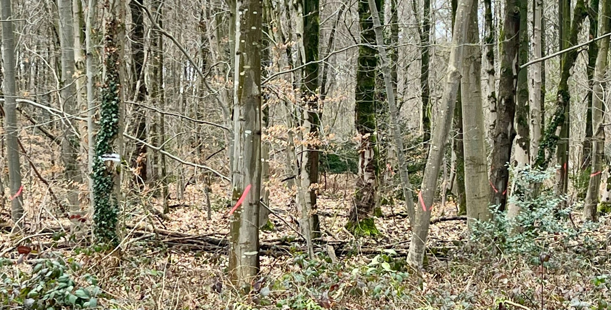 Unzählige Bäume haben rote Markierungen erhalten.