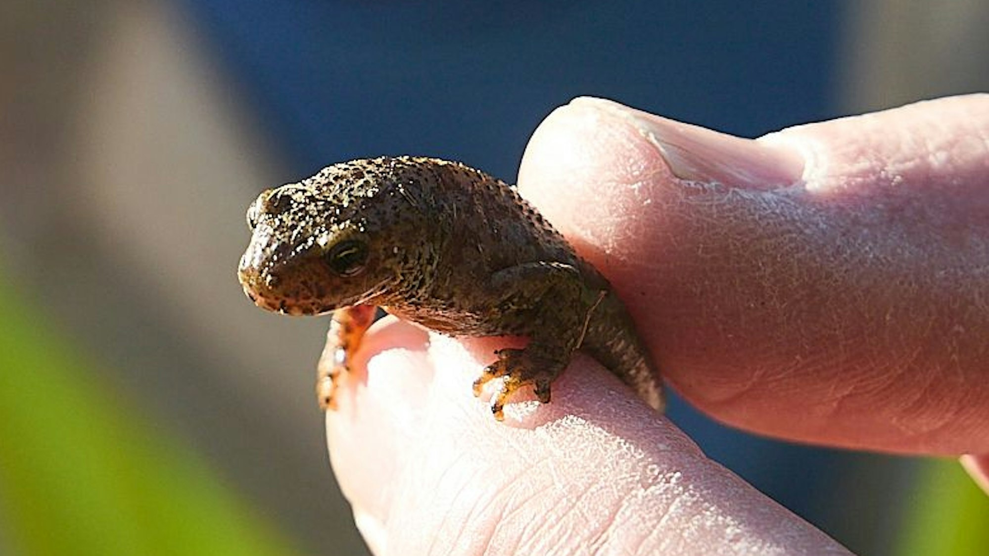 Ein Naturschützer des Nabu im Kreis Euskirchen hat einen Bergmolch gesichert und hält ihn zwischen zwei Fingern.
