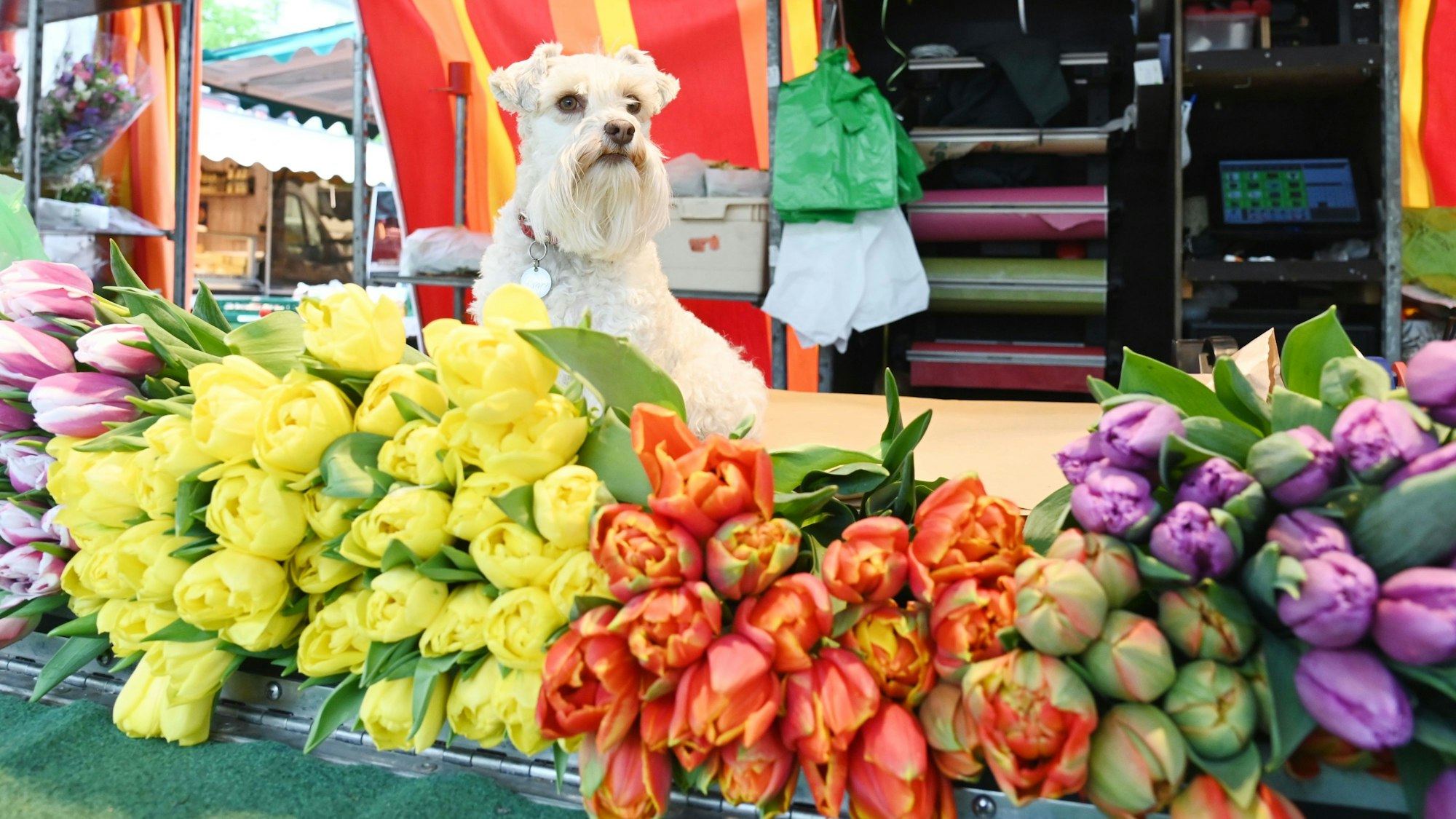 09.04.2024 Köln. Reportage über den Wochenmarkt auf dem Auerbachplatz in Sülz. Was hat Saison? Was kommt bald, Obst/Gemüse/Blumen? Wie sind die Preise? Zieht das gute Wetter mehr Kunden an?
Hündin Poppy bewacht die Tulpen am Blumenstand. Foto. Alexander Schwaiger
