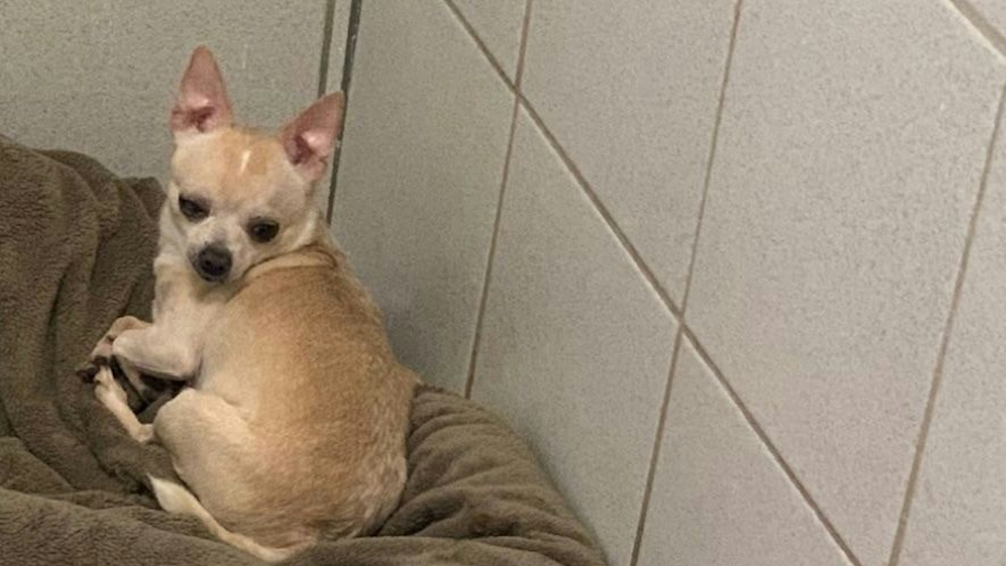 Ein Chihuahuas sitzt im Tierheim Mechernich auf einer Decke.