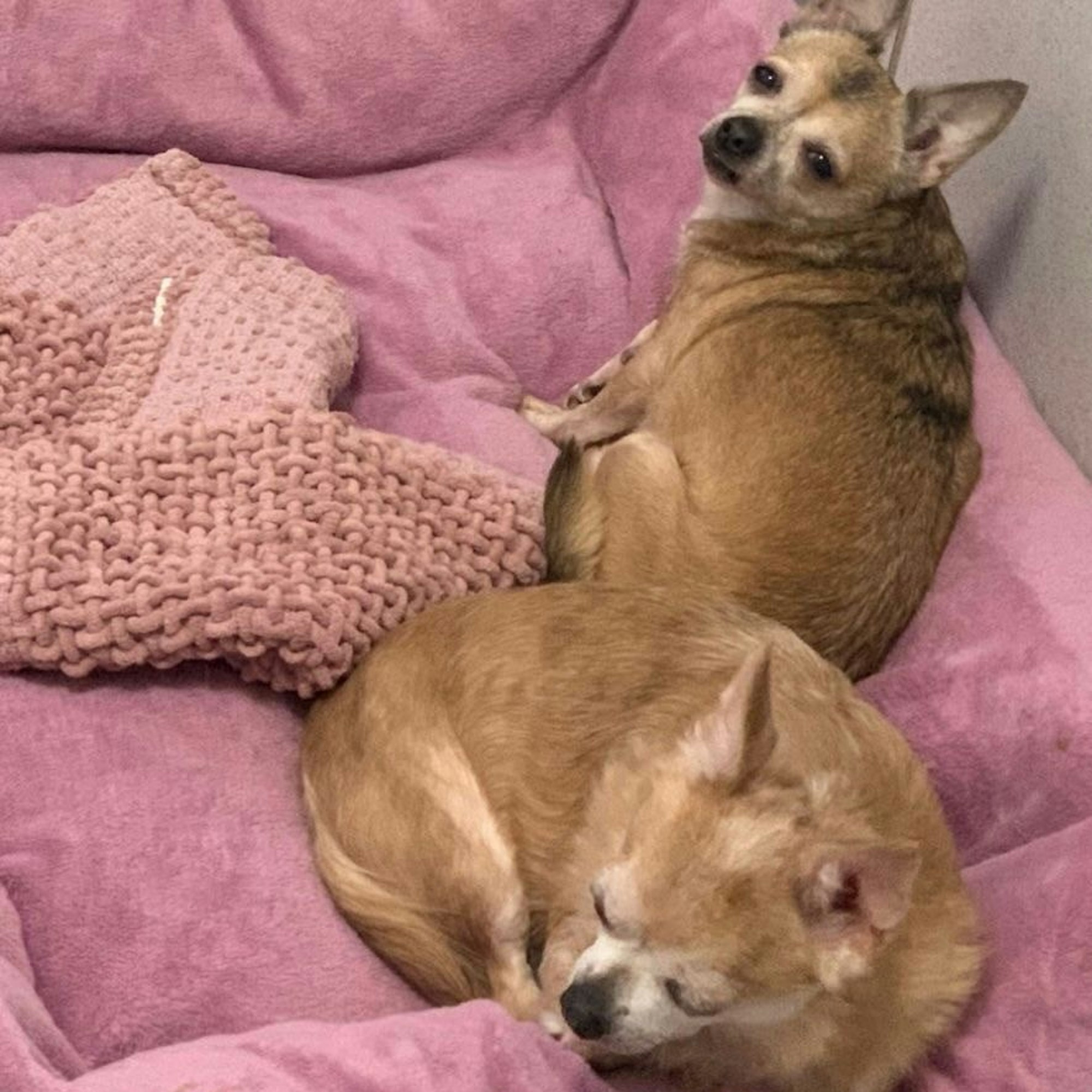 Zwei kleine Hunde liegen in einem pinken Hundekorb.