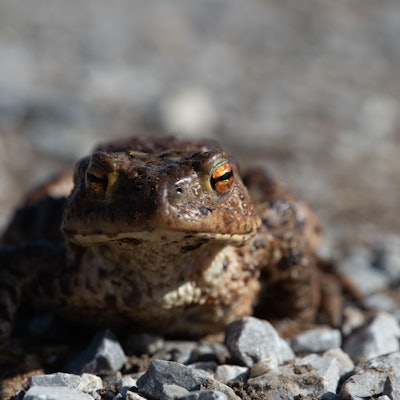 Eine Erdkröte überquert auf dem Weg zum Laichgewässer eine Straße.