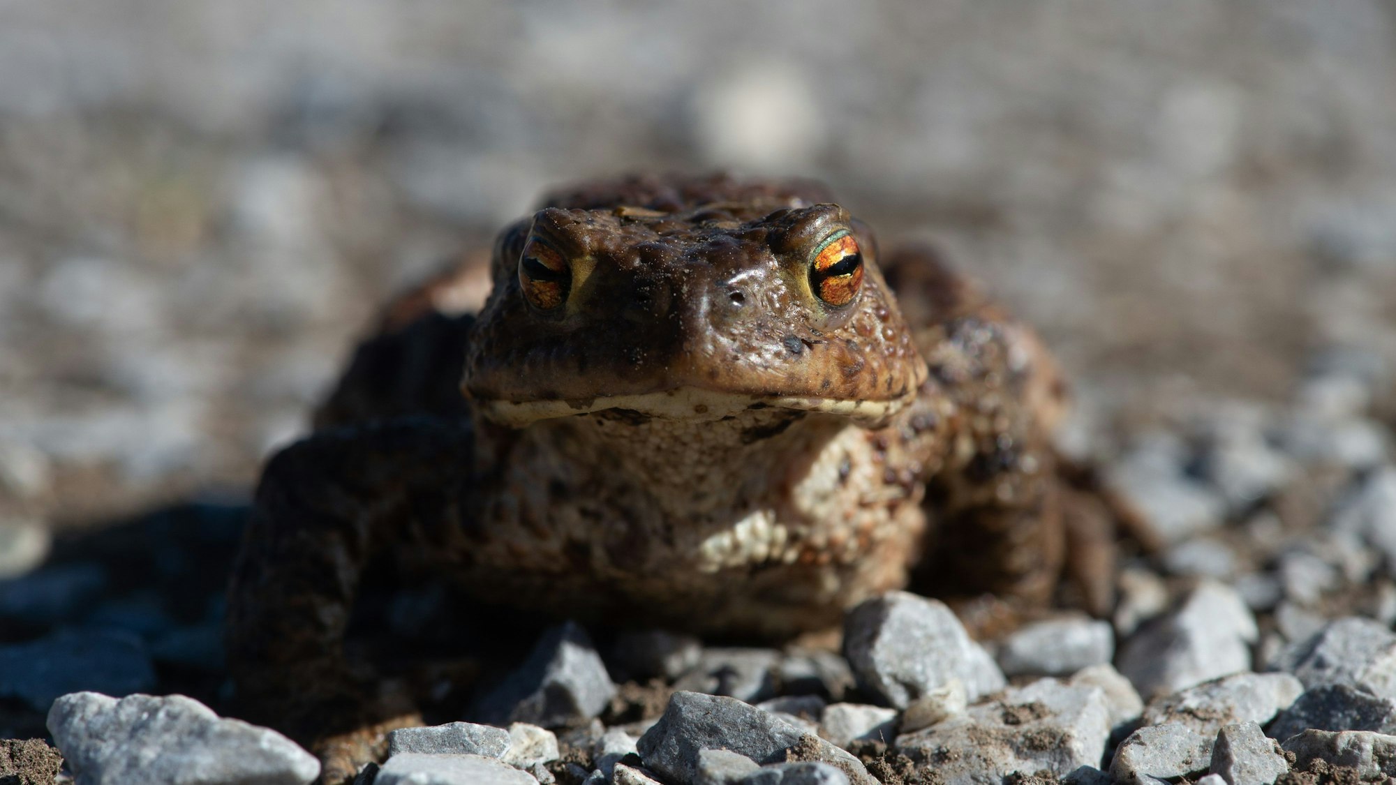 Eine Erdkröte überquert auf dem Weg zum Laichgewässer eine Straße.