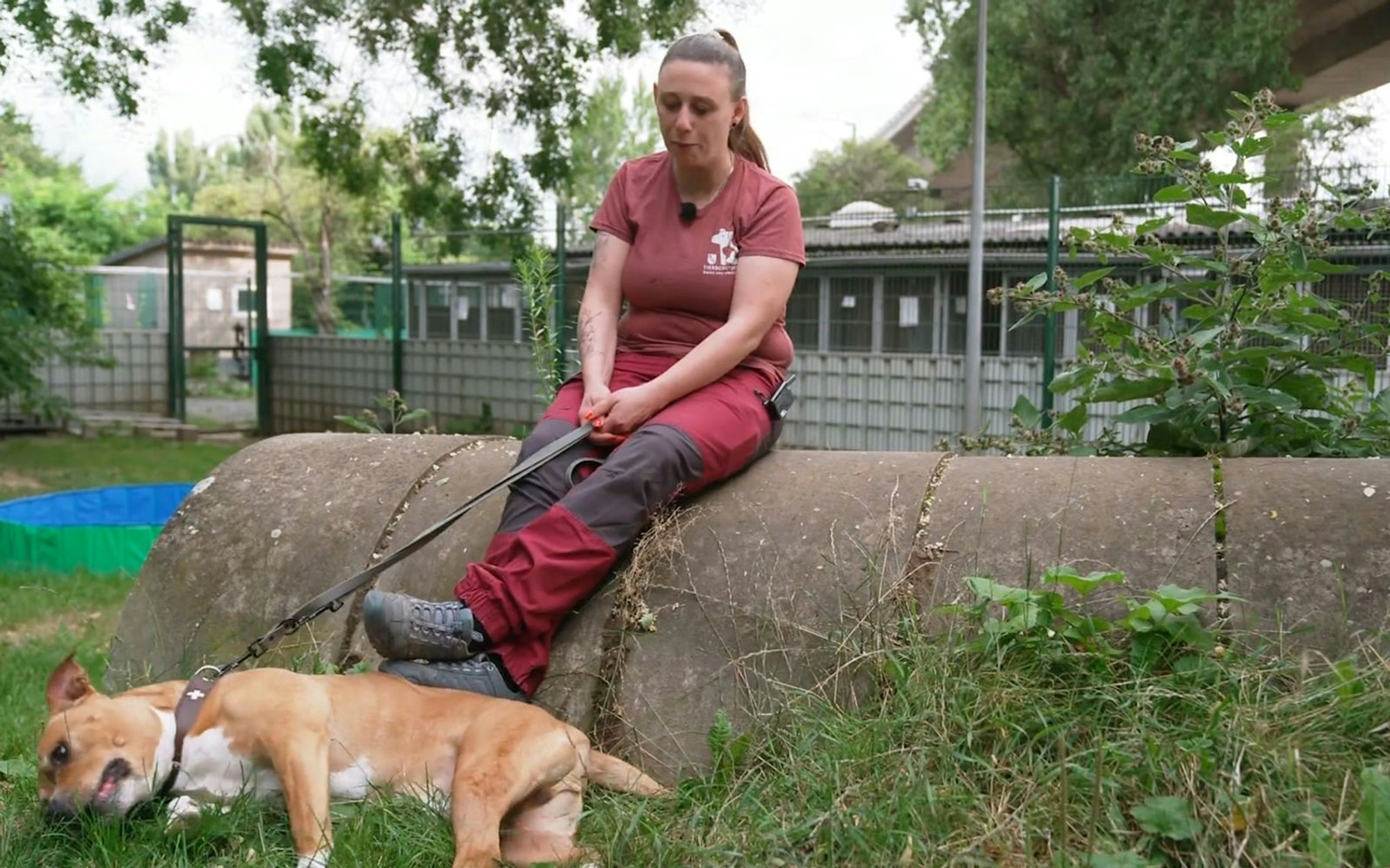 Der Amercian Staffordshire wurde sichergestellt. (Bild: RTL)