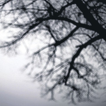 Die Silhouette einer Frau vor der Silhouette eines blattlosen Baums.