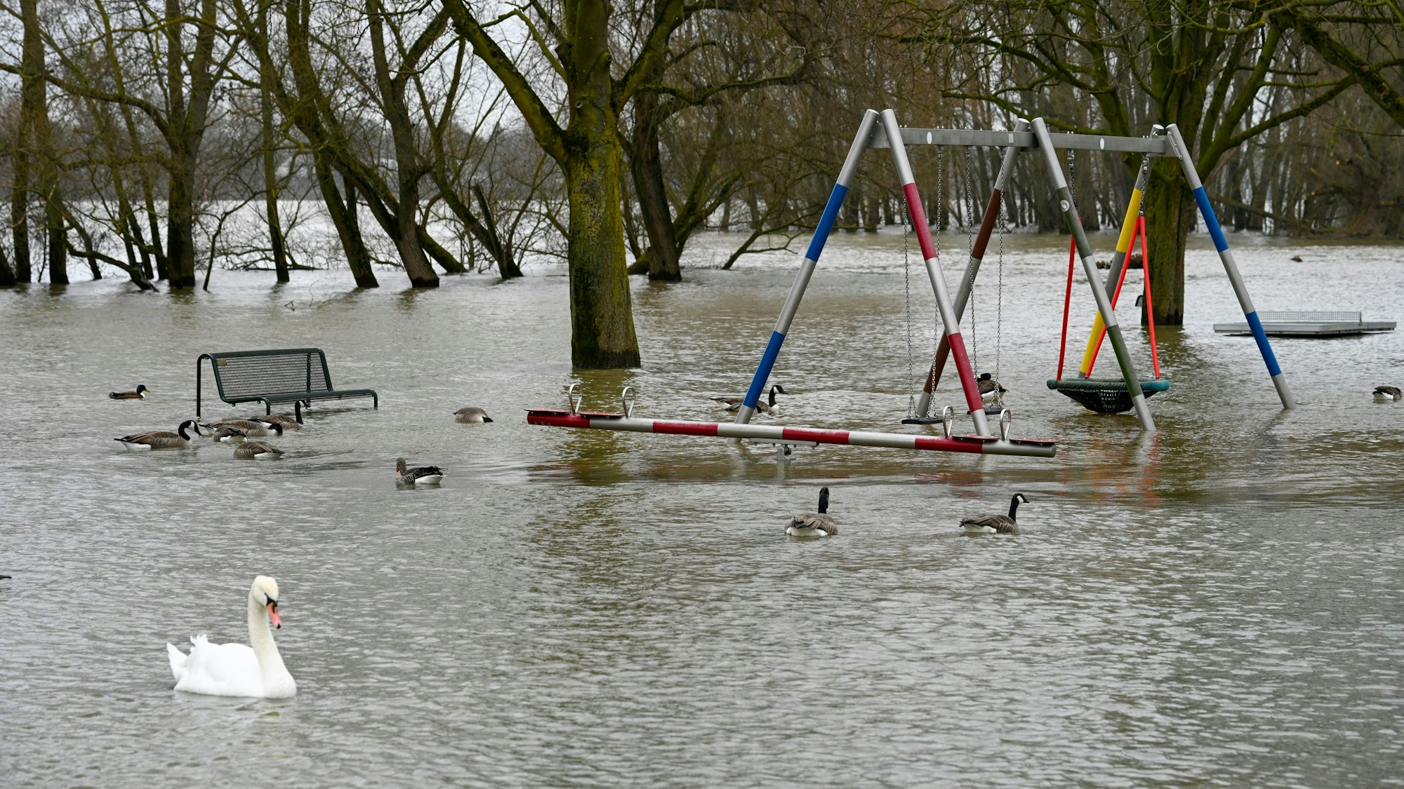 21.02.2026, Köln: In Rodenkirchen schwimmen die Schwäne über den Spielplatz am Rhein. Der Rhein führt Hochwasser. Der Pegelstand des Flußes beträgt 6,24m. Das Winterwetter ist regnerisch. Foto: Uwe Weiser