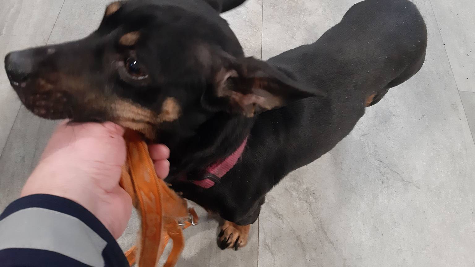 Zu sehen ist ein kleiner Hund.