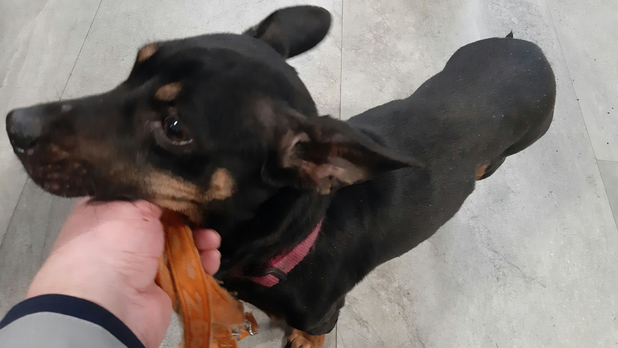 Zu sehen ist ein kleiner Hund.