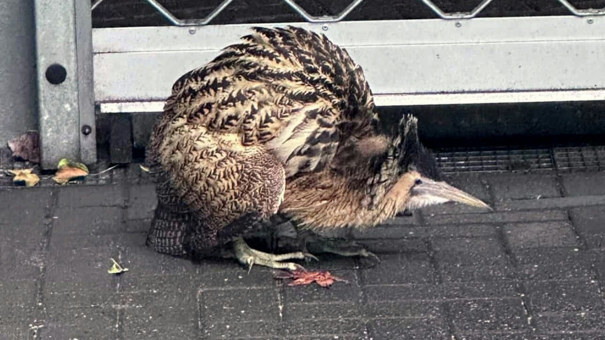 Der zunächst nicht näher bekannte Vogel hatte sich in Neuss vor ein Garagentor verirrt.